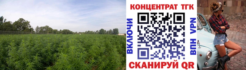наркотики  Камышлов  ТГК THC oil 